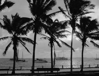 Sunset, Biscayne Bay, Miami, Florida, c.1910-20 (b/w photo) | Obraz na stenu
