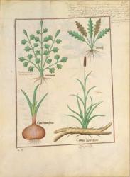 Ms Fr. Fv VI #1 fol.137r Illustration from 'ThedBook of Simple Medicines' by Mattheaus Platearius (d.c.1161) c.1470 (vellum) | Obraz na stenu