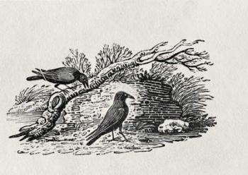 Crows (Corvus corone corone) from the 'History of British Birds' Volume I, pub. 1797 (wood engraving) | Obraz na stenu