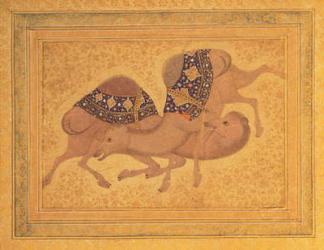 Two Camels Fighting, 1620 (gouache on paper) | Obraz na stenu