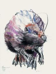 Beaver, 2001 (charcoal & conte on paper) | Obraz na stenu