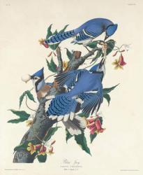 Blue Jay, 1831 (coloured engraving) | Obraz na stenu