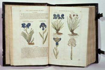 Iris (Flowers de-luce), six varieties from 'The First Booke of the Historie of Plants' by John Gerard, published 1597 | Obraz na stenu