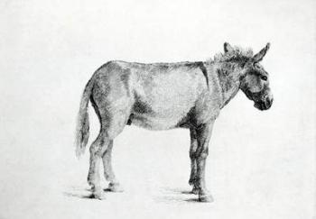 Donkey 1766 (pen and ink on paper) (b/w photo) | Obraz na stenu