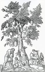 Breadfruit harvest, illustration from 'Singularities of France Antarctique', by Andre de Thevet, 1558 (woodcut) | Obraz na stenu