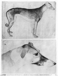 Greyhound and head of a greyhound, from the The Vallardi Album (pen & ink on paper) (b/w photo) | Obraz na stenu
