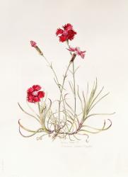 Dianthus Caesar's Mantle, 1997 (w/c on paper) | Obraz na stenu