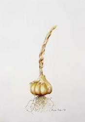 garlic, 1998 (w/c on paper) | Obraz na stenu