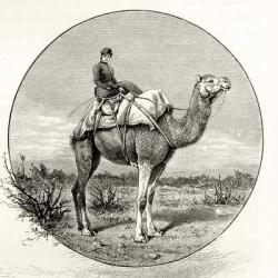 Woman on a Camel in Australia, c.1880, from 'Australian Pictures' by Howard Willoughby, published by the Religious Tract Society, London, 1886 (litho) | Obraz na stenu