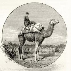 Woman on a Camel in Australia, c.1880, from 'Australian Pictures' by Howard Willoughby, published by the Religious Tract Society, London, 1886 (litho) | Obraz na stenu