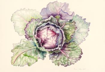 Cabbage from the market, 2015, watercolour | Obraz na stenu