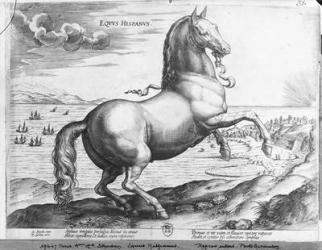 Equus Hispanus (engraving) (b/w photo) | Obraz na stenu