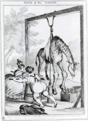 State of the Giraffe, 1829 (engraving) (b/w photo) | Obraz na stenu