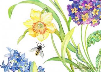 Daffodil and Primrose, 2007 Botanical print -card collection, (watercolour on watercolour paper) | Obraz na stenu