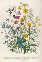 Forget-me-nots and Buttercups, plate 13 from 'The Ladies' Flower Garden', published 1842 (colour litho) | Obraz na stenu