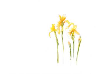 Yellow Irises, Botanical Series, 2017, (watercolour/pencil) | Obraz na stenu