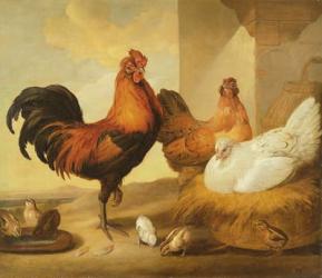 Domestic Cock, Hens and Chicks, 1655 (oil on canvas) | Obraz na stenu