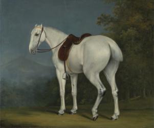 A Lady's Grey Hunter, c.1806 (oil on canvas) | Obraz na stenu