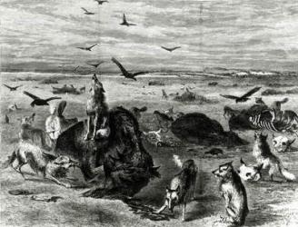 Slaughter of Buffaloes on the Plains, from Harpers Weekly 1872 (engraving) (b/w photo) | Obraz na stenu