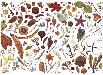 Herbarium Specimen Painting sheet 6, 2006-09 (w/c on paper) | Obraz na stenu