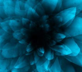 flower blue | Obraz na stenu