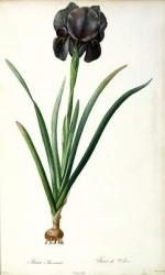 Iris Luxiana, from `Les Liliacees', 1805 (coloured engraving) | Obraz na stenu