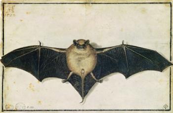 Bat, 1522 (w/c on paper) | Obraz na stenu