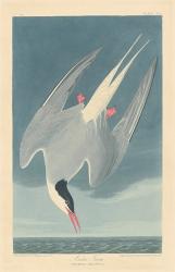 Arctic Tern, 1835 (coloured engraving) | Obraz na stenu