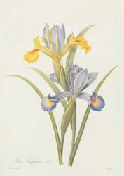 Iris (colour engraving) | Obraz na stenu