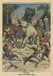 Catching a white elephant in Siam, illustration from 'Le Petit Journal', supplement illustre, 10th September 1911 (colour litho) | Obraz na stenu