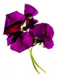 Pansies III (digital photogram, digital original print) | Obraz na stenu