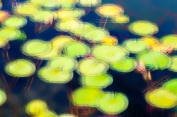 Lily Pads Photo Impressionism, 2016, (photograph) | Obraz na stenu