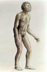 Homo habilis (pencil on paper) | Obraz na stenu