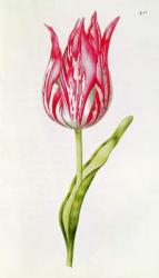 Tulip, from 'La Guirlande de Julie', c.1642 (w/c on paper) | Obraz na stenu