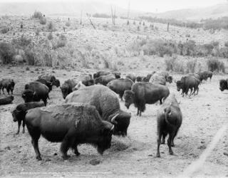 Roosevelt, king of herd, at bay, and Carrie Nation, dehorned, c.1907 (b/w photo) | Obraz na stenu
