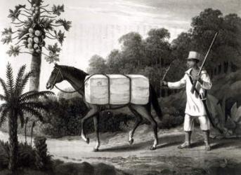 A Cotton Carrier, from 'Travels in Brazil', 1819 (litho) (b/w print) | Obraz na stenu