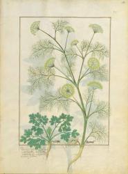 Ms Fr. Fv VI #1 fol.154r Parsley and Fennel, Illustration from the 'Book of Simple Medicines' by Mattheaus Platearius (d.c.1161) c.1470 (vellum) | Obraz na stenu