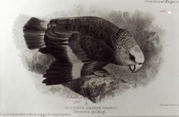 Guilding's Amazon Parrot, illustration from 'The Avicultural Magazine', 1903 (engraving) (b/w photo) | Obraz na stenu
