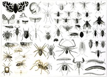 Entomology, Myriapoda and Arachnida (litho) (b/w photo) | Obraz na stenu