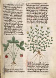 Ms Est 28 M 5.9 fol.75r Strawberry Plant, from 'Grand Herbier' by Pedanius Dioscorides (c.40-90 AD) (vellum) | Obraz na stenu