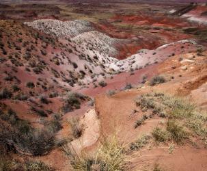 Badlands: Petrified Forest, National Park Arizona | Obraz na stenu