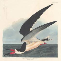Black Skimmer, 1836 (coloured engraving) | Obraz na stenu