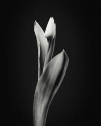 Simplicity, 2017, (Giclée Print on Hahnemühle Fine Art Photo Rag) | Obraz na stenu