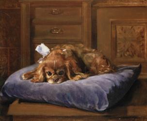 King Charles Spaniel (oil) | Obraz na stenu