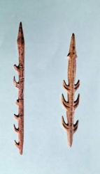 Two Harpoons, Upper Paleolithic Period, 35000-10000 BC (flint) (photo) | Obraz na stenu