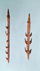 Two Harpoons, Upper Paleolithic Period, 35000-10000 BC (flint) (photo) | Obraz na stenu