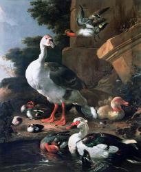 Waterfowl in a classical landscape, 17th century | Obraz na stenu