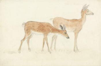 American Deer (graphite & w/c on paper) | Obraz na stenu