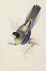 Platycercus Brownii, or Brown's Parrakeet (Plate 20), 1832 (colour litho) | Obraz na stenu