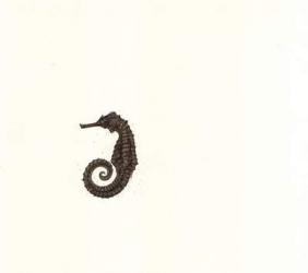 Seahorse and Sand, 2005 (w/c on paper) | Obraz na stenu